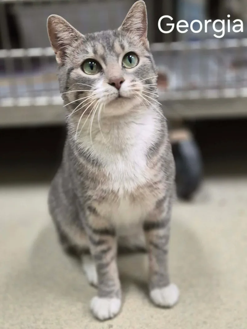 An adult medium-sized female Domestic Short Hair cat named Georgia for adoption in Cicero, IL