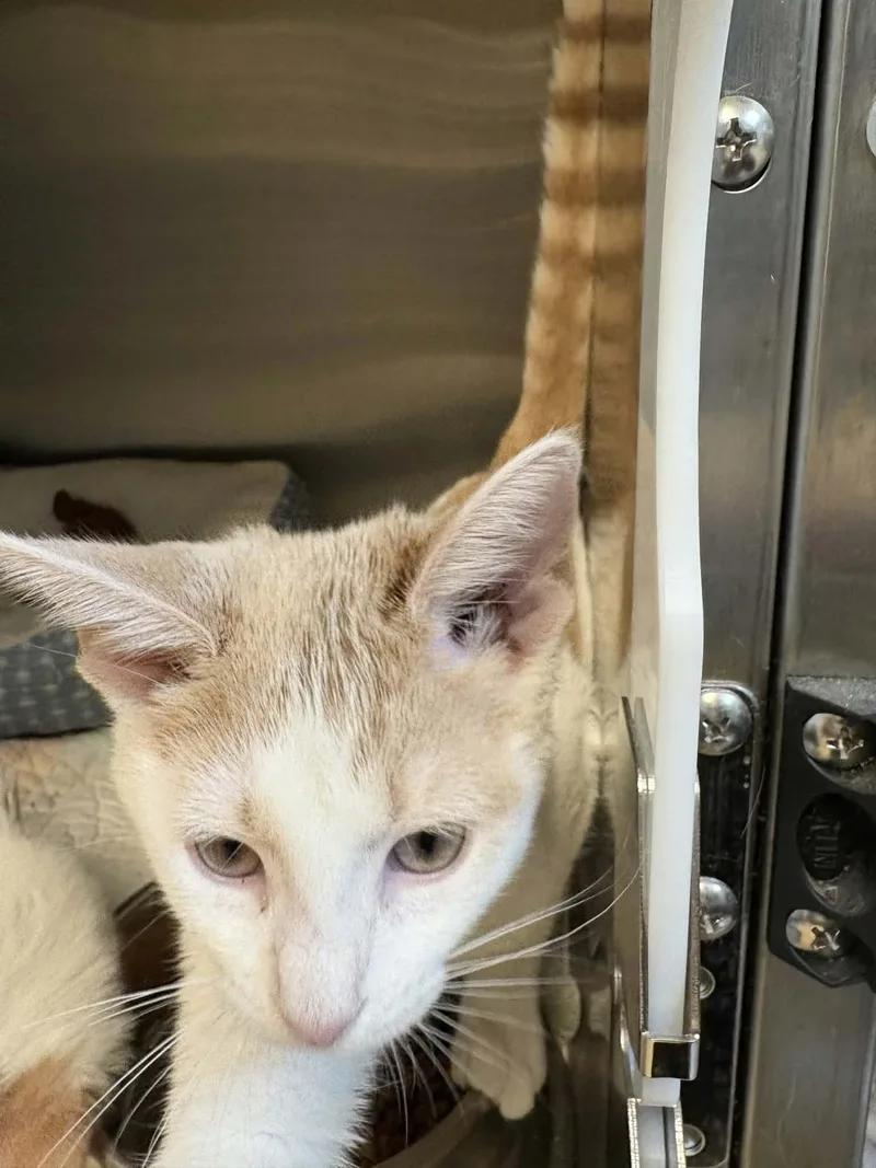 A baby medium-sized female Buff & White Domestic Short Hair cat named Alex for adoption in Orange, VA