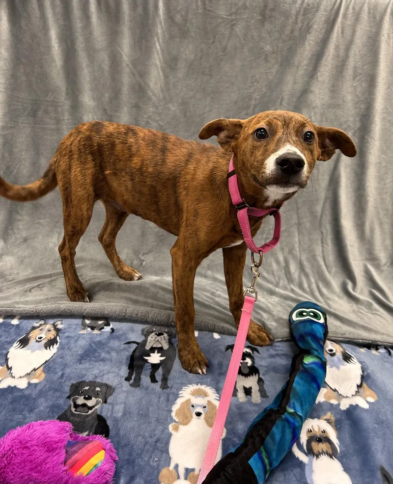 A baby medium-sized female Brindle Terrier dog named Scales for adoption in Shepherdsville, KY