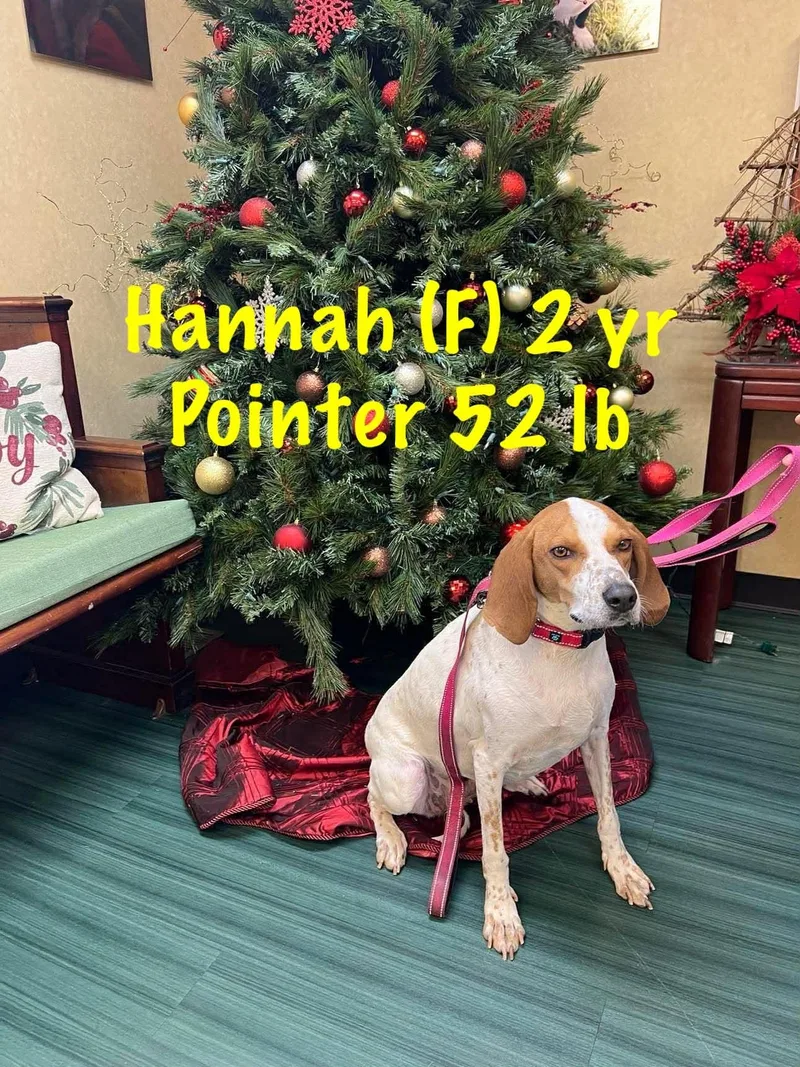 An adult large-sized female Pointer dog named Hannah for adoption in Pomfret Center, CT