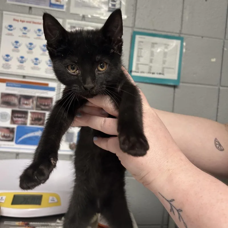 A baby small-sized male Black Domestic Short Hair cat named Max for adoption in West Olive, MI
