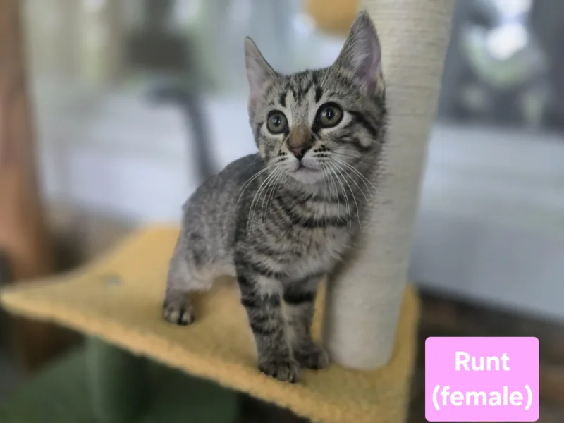 Runt
