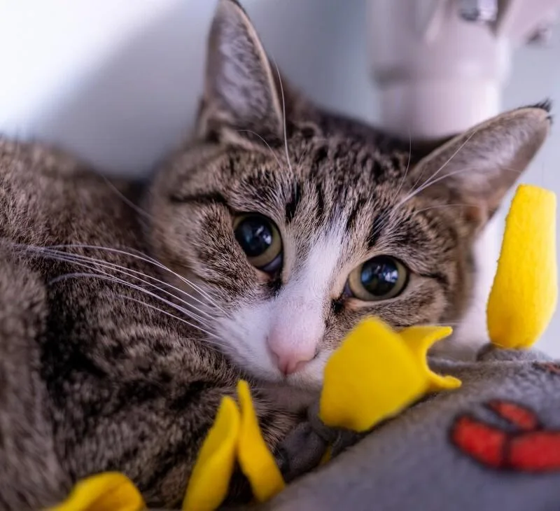 An adult medium-sized female Tabby (Brown / Chocolate) Domestic Short Hair cat named Georgina for adoption in Arlington, WA
