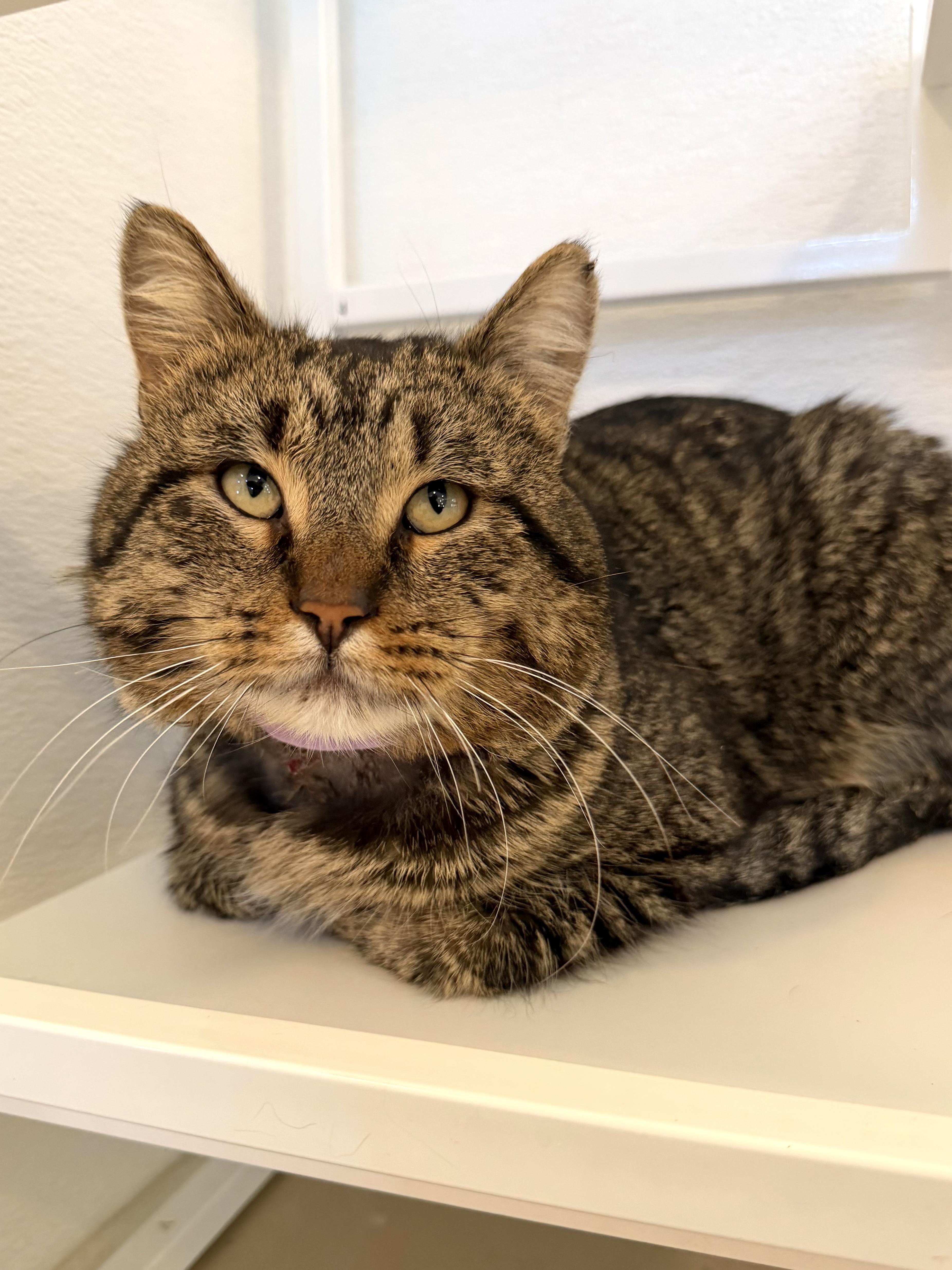 Prime Rib thumbnail 2