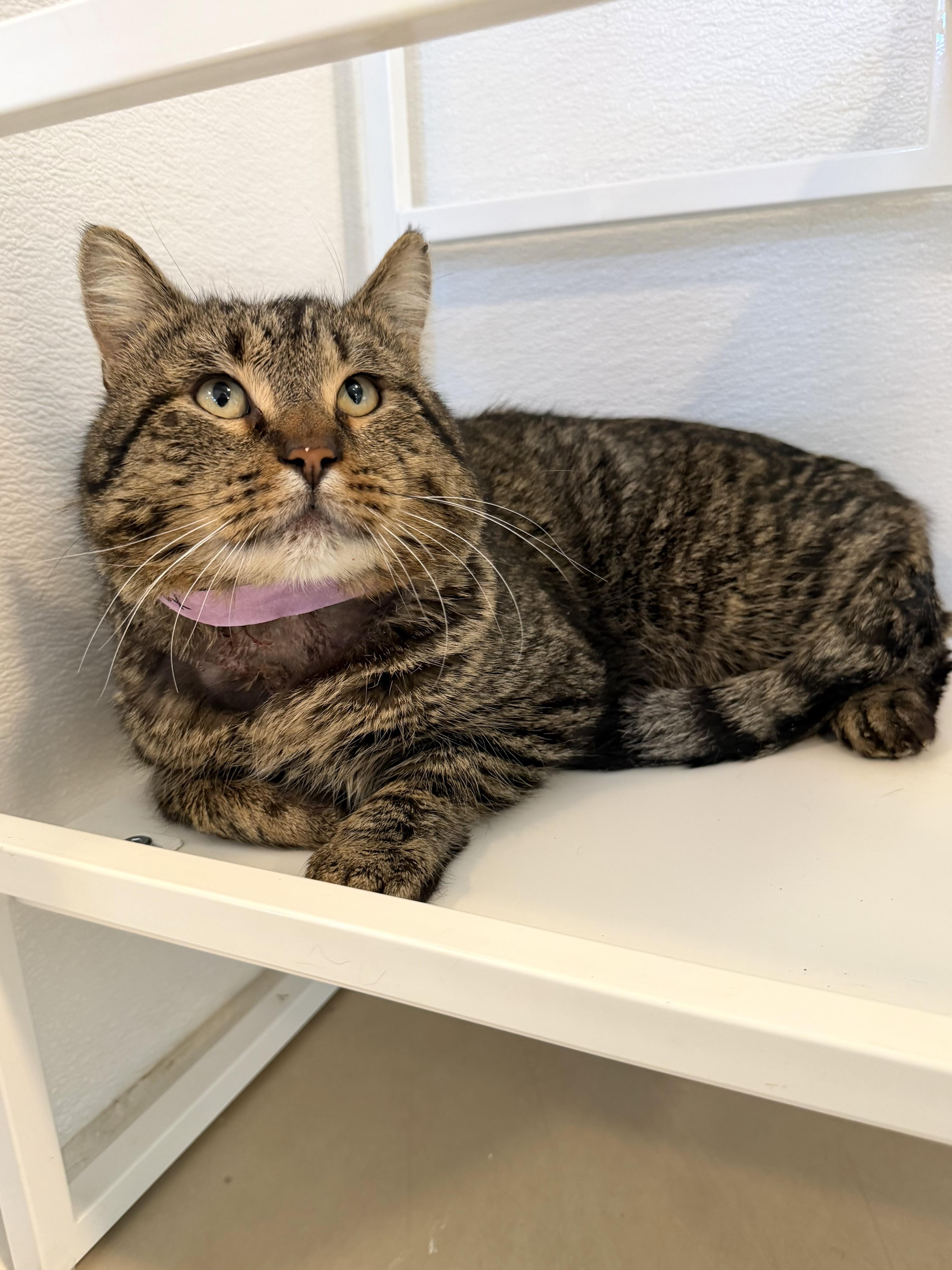 Prime Rib thumbnail 3