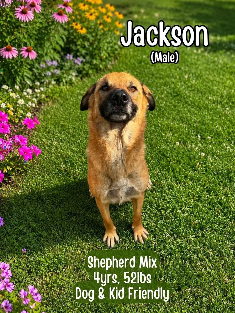 Jackson thumbnail 2