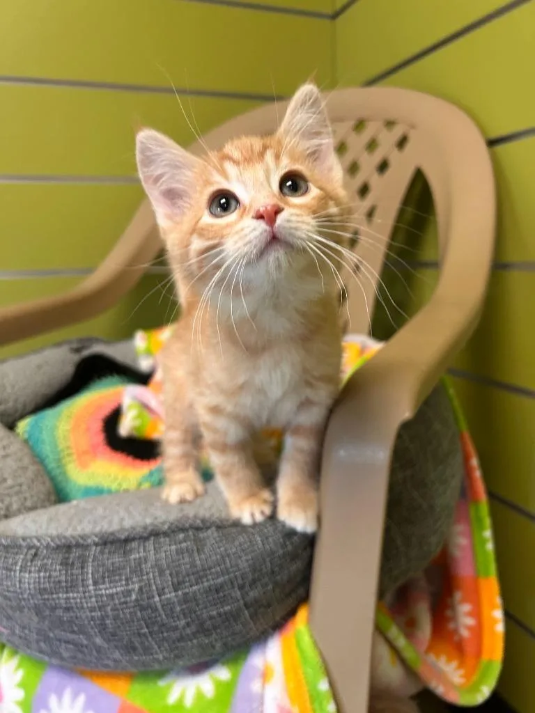 A baby medium-sized male Domestic Short Hair cat named Pine for adoption in Minot, ND