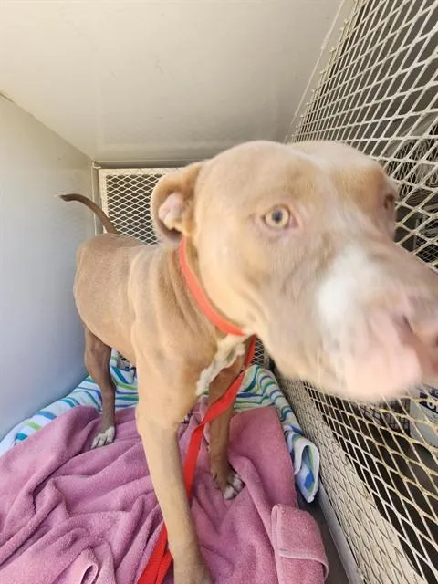 A young medium-sized female Pit Bull Terrier dog named Blair for adoption in Bakersfield, CA