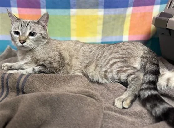 A young medium-sized female Domestic Short Hair cat named Mini for adoption in Agoura, CA