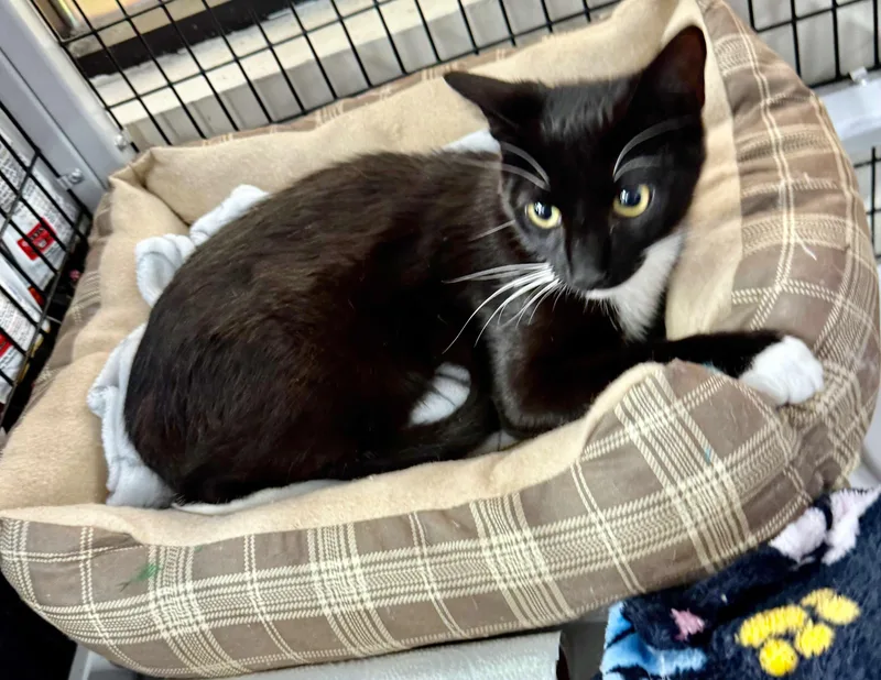 Good Bunny thumbnail 2