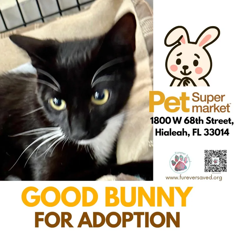 Good Bunny thumbnail 3