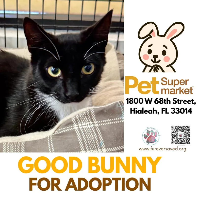 A baby small-sized male Black & White / Tuxedo Domestic Short Hair cat named Good Bunny for adoption in Miami, FL