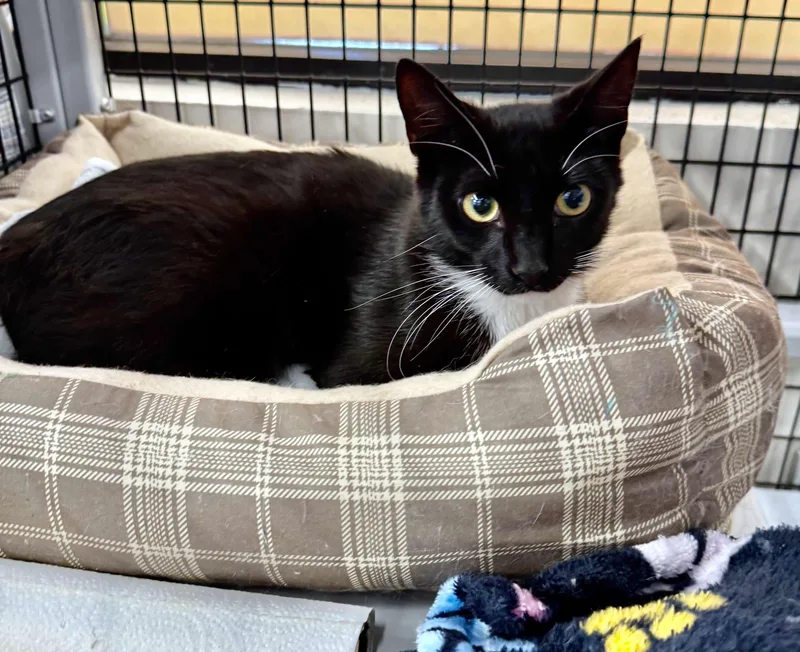 Good Bunny thumbnail 4