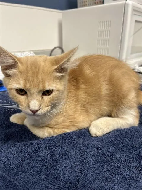 A baby small-sized male Domestic Medium Hair cat named Copper for adoption in Santa Cruz, CA