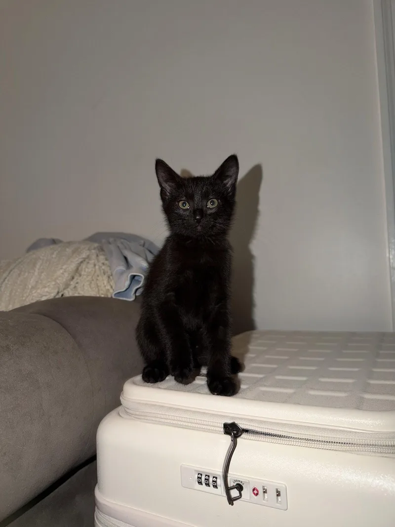 A baby medium-sized female Black Domestic Short Hair cat named Pepper for adoption in Broomall, PA