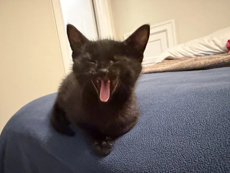 Pepper thumbnail 2