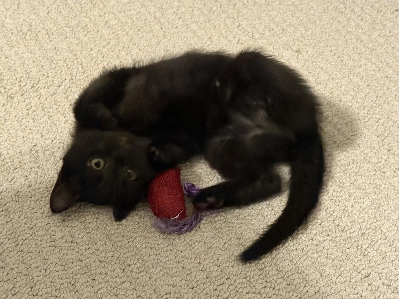 Pepper thumbnail 3