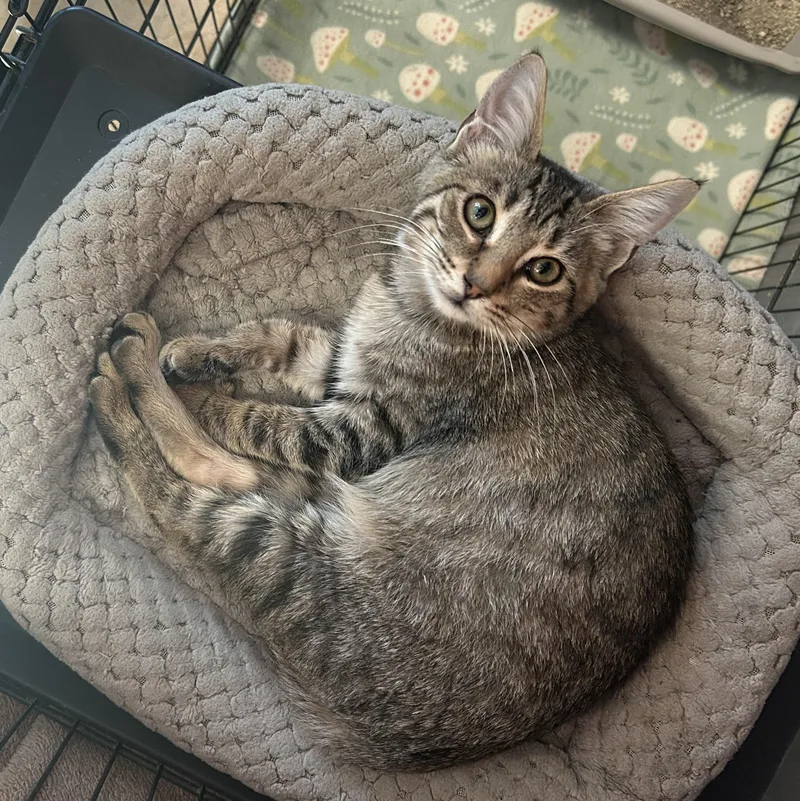 A baby medium-sized male Tabby (Buff / Tan / Fawn) American Shorthair cat named Clancy for adoption in Gainesville, TX