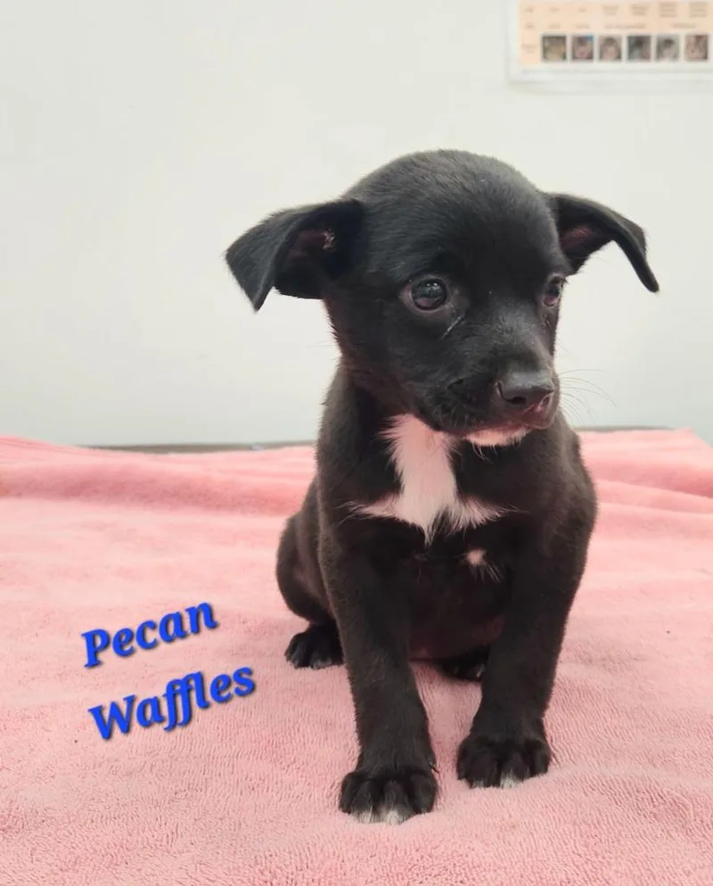A baby medium-sized female Australian Shepherd dog named Pecan Waffles for adoption in Cambridge, MD