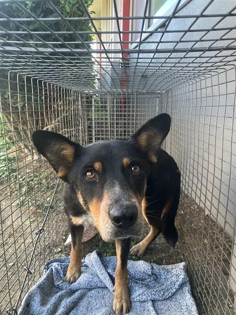 An adult medium-sized male Mixed Breed dog named Brahman for adoption in Dallas, TX