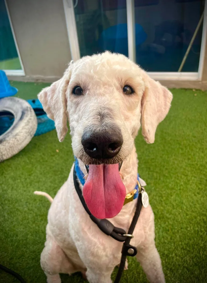 An adult medium-sized male White / Cream Labradoodle dog named Boone for adoption in Phoenix, AZ