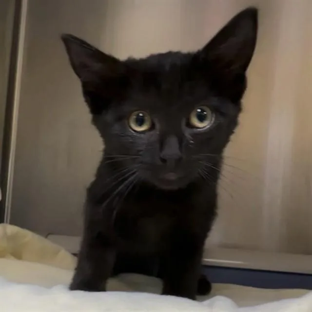 A baby small-sized female Domestic Short Hair cat named Amelia for adoption in Alameda, CA