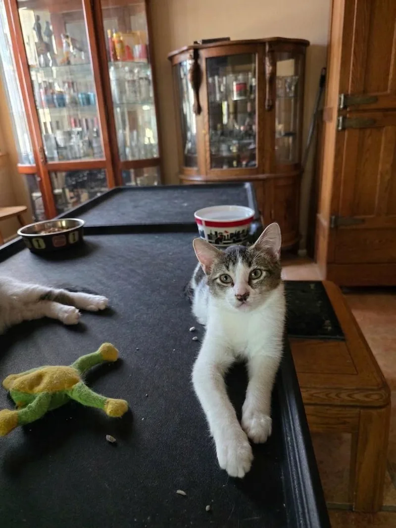 A young medium-sized male Gray & White Domestic Short Hair cat named Dexter for adoption in Antioch, CA