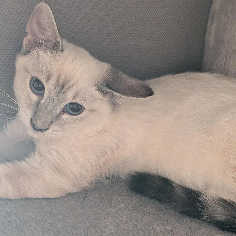 A baby medium-sized female Domestic Short Hair cat named Sour Cream for adoption in Lincoln, CA