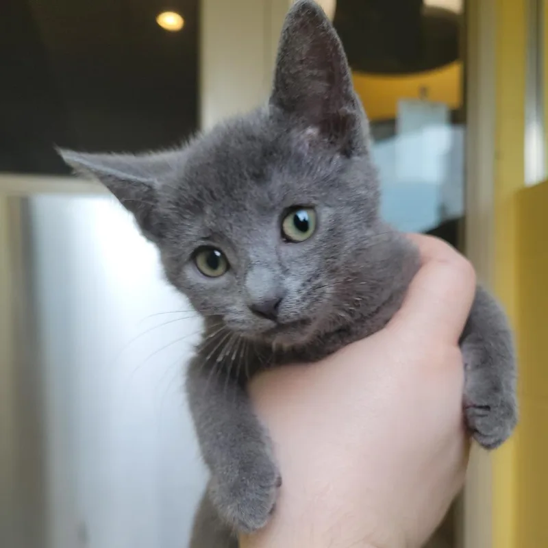 A baby medium-sized female Gray / Blue / Silver Domestic Short Hair cat named Lullabye for adoption in Plover, WI