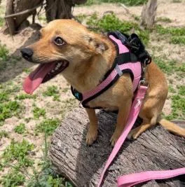 An adult medium-sized female Mixed Breed dog named Niurka for adoption in West Chester, PA