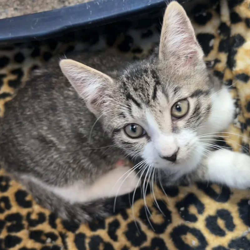 A baby small-sized male Black & White / Tuxedo American Shorthair cat named Ranger for adoption in Gainesville, TX