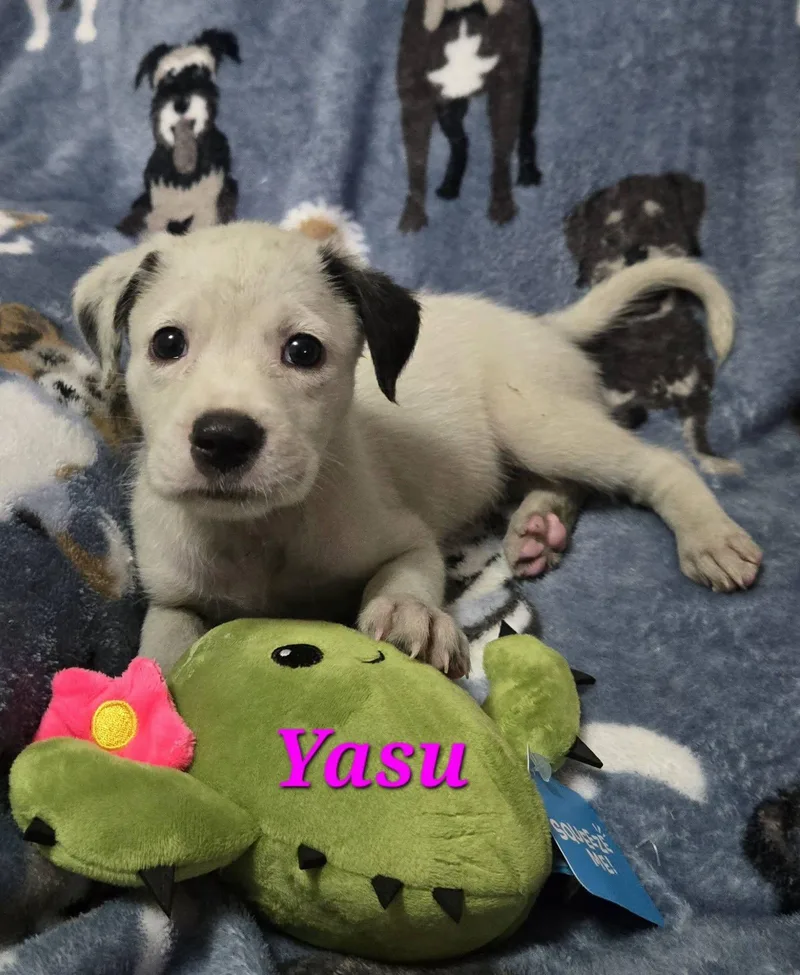 A baby medium-sized female White / Cream Labrador Retriever dog named Yasu for adoption in Huntington, NY