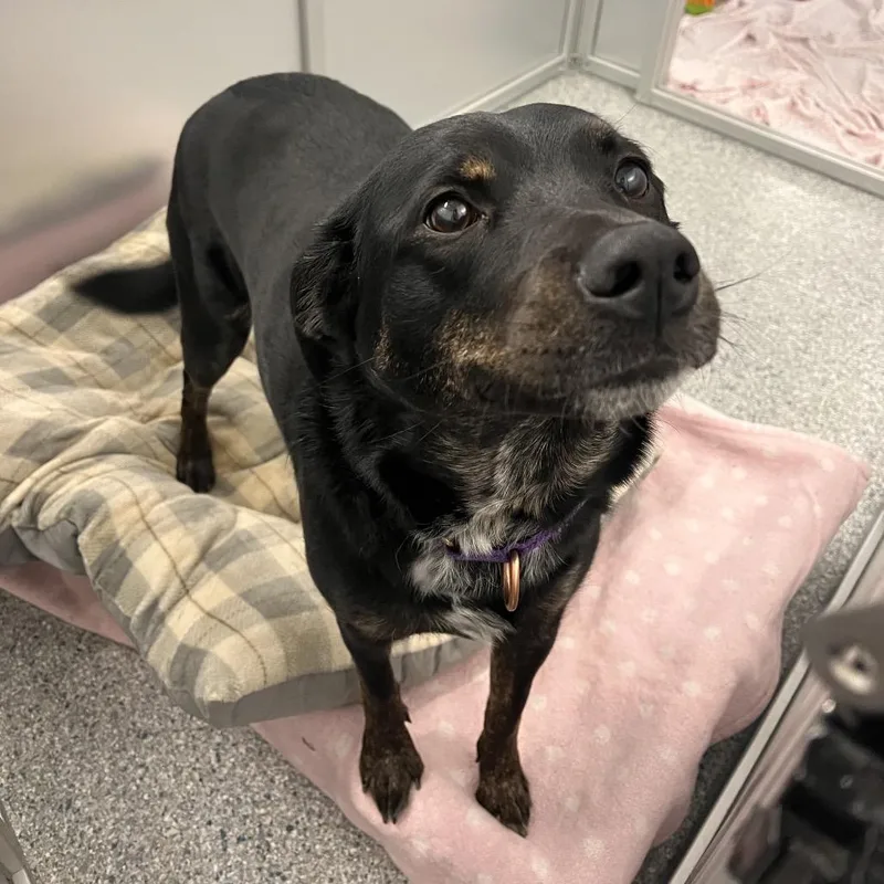 An adult medium-sized female Black Mixed Breed dog named Bella for adoption in Mentor, OH