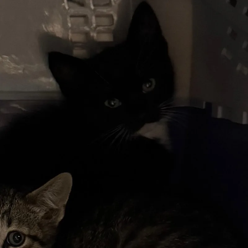 A baby small-sized female Black Domestic Short Hair cat named Fabiana for adoption in Salt Lake City, UT