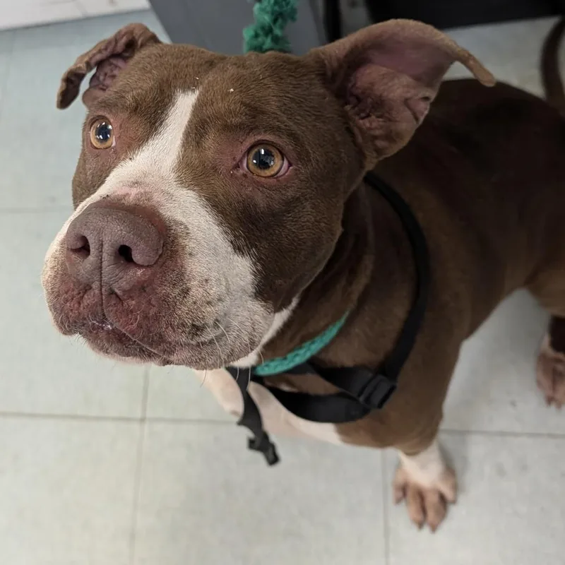 An adult medium-sized female Brown / Chocolate Mixed Breed dog named Sweet Tea for adoption in Philadelphia, PA