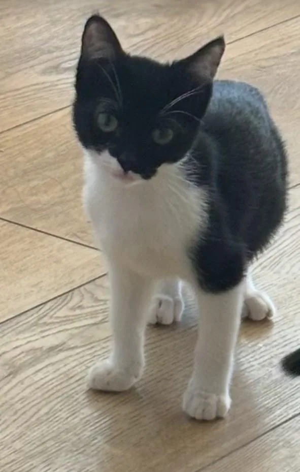 A young medium-sized female Black & White / Tuxedo Domestic Short Hair cat named Lavender for adoption in Mission Viejo, CA