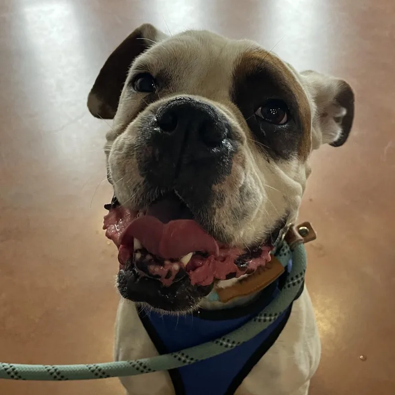 An adult medium-sized male White / Cream Boxer dog named Enzo for adoption in Santa Barbara, CA