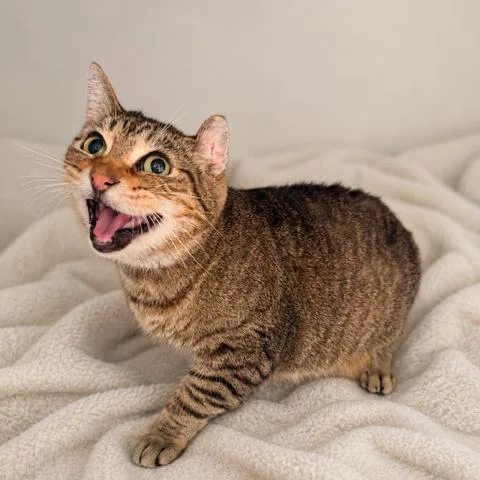 An adult large-sized male Brown / Chocolate Domestic Short Hair cat named Zuma for adoption in Long Beach, CA