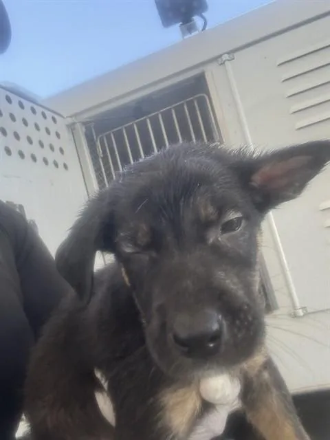 A baby small-sized male Tricolor (Brown, Black, & White) Shepherd dog named Beast  URGENT for adoption in Thousand Oaks, CA