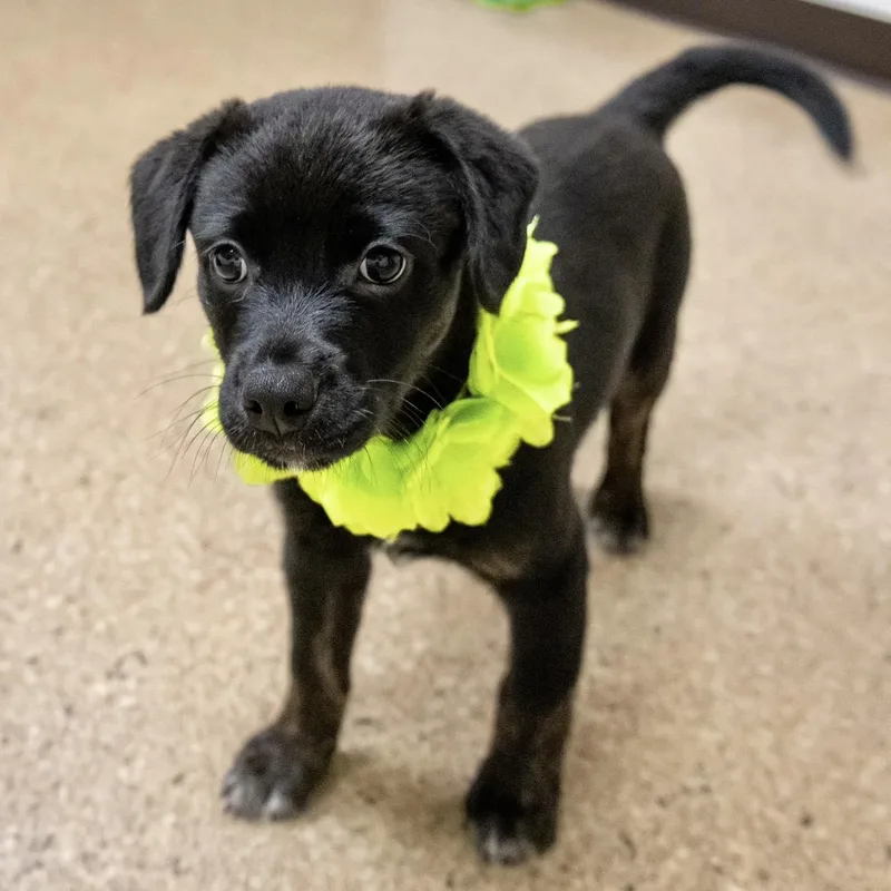 A baby medium-sized male Labrador Retriever dog named Aruba for adoption in Valparaiso, IN