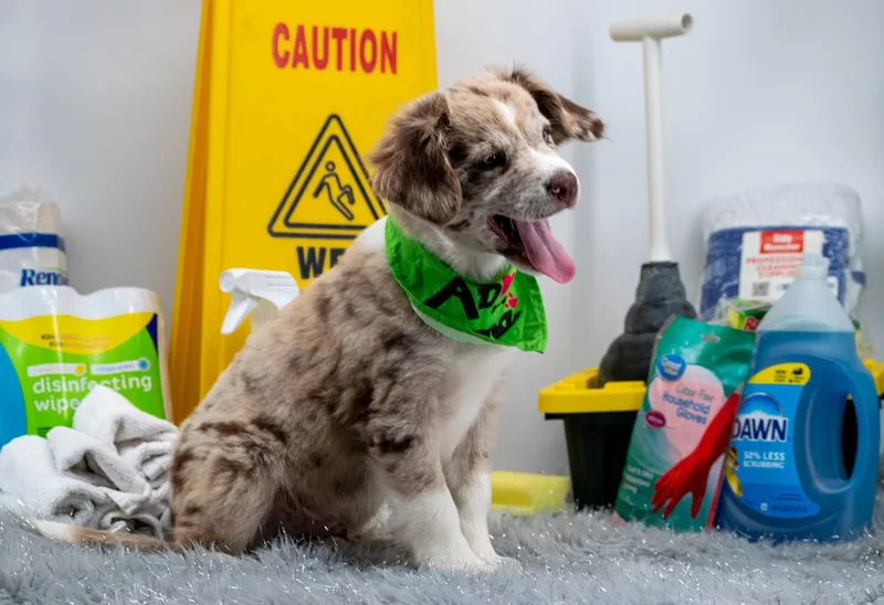 Sergeant Suds thumbnail 3