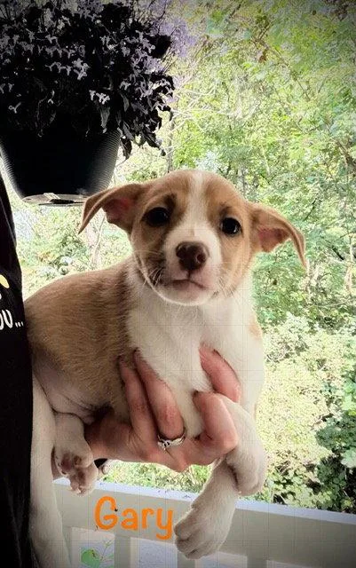 A baby small-sized male Corgi dog named Gary for adoption in Newport, KY