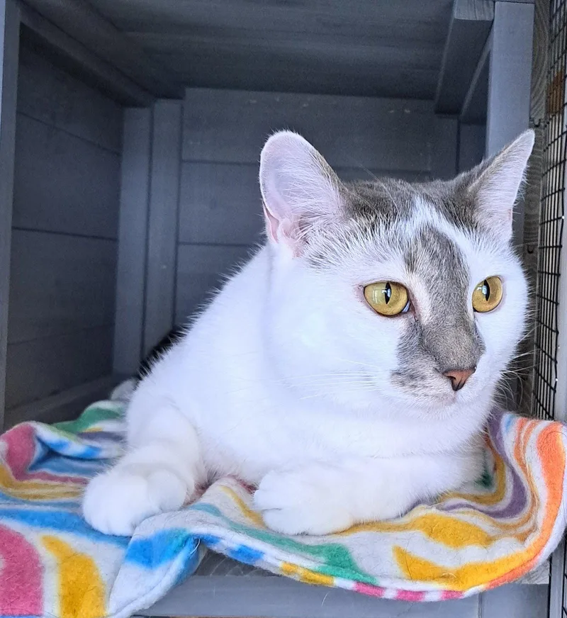 An adult medium-sized female Black & White / Tuxedo Domestic Short Hair cat named Kiko for adoption in McKinney, TX