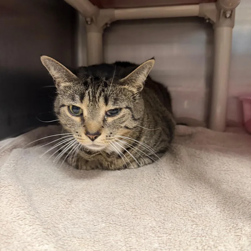An adult large-sized female Brown / Chocolate Domestic Short Hair cat named Gravy for adoption in Fredericksburg, VA