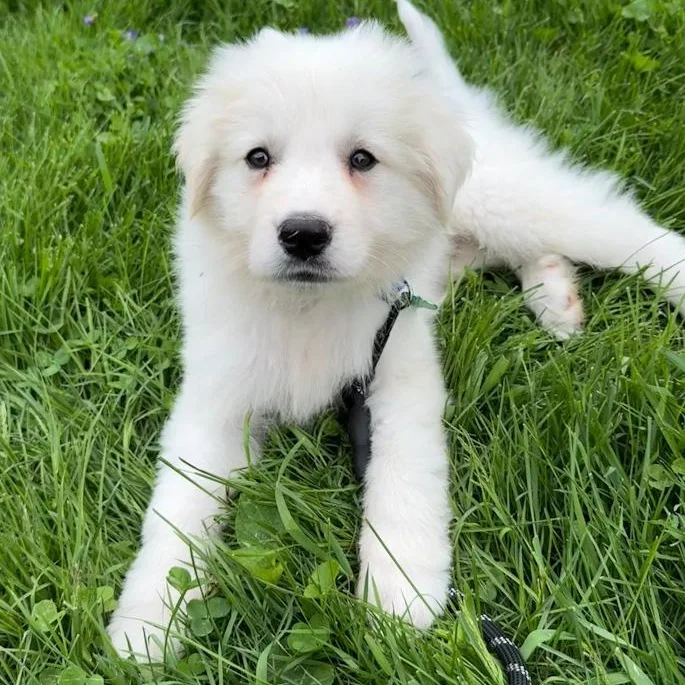 A baby large-sized male Great Pyrenees dog named Niko for adoption in Toledo, OH