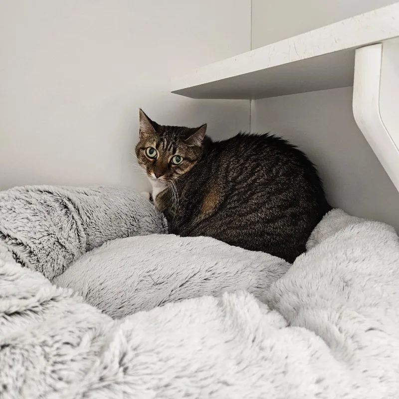 A senior large-sized female Buff / Tan / Fawn Domestic Short Hair cat named Bella May for adoption in Jasper, IN