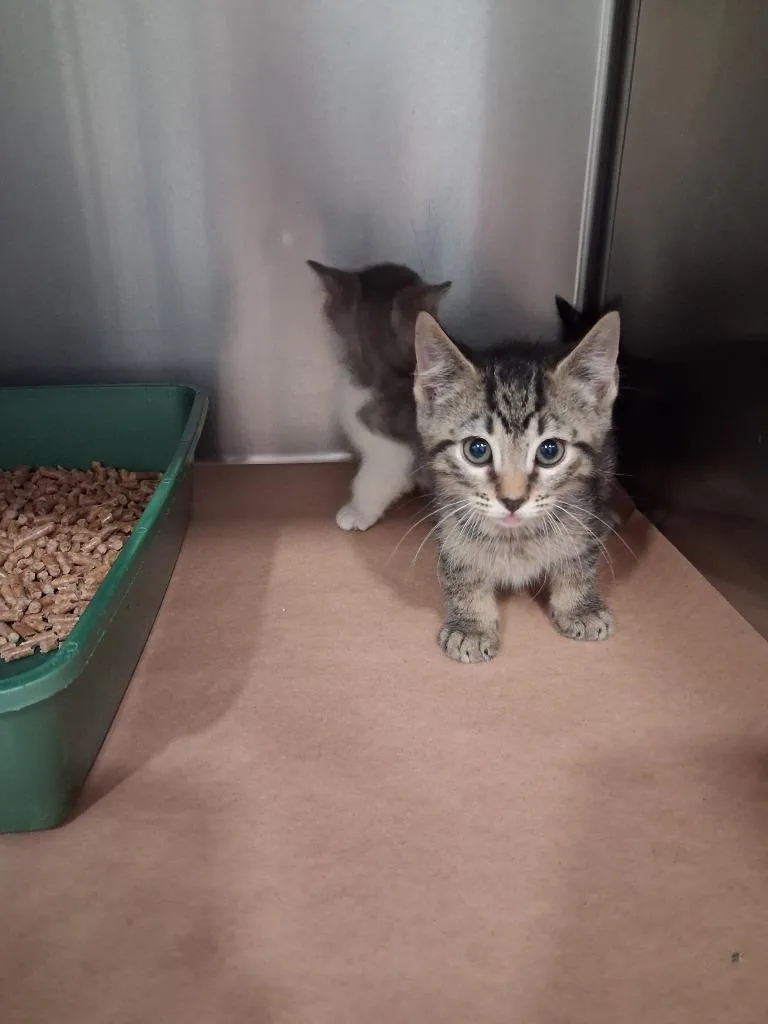 A baby small-sized male Domestic Short Hair cat named King for adoption in Cartersville , GA
