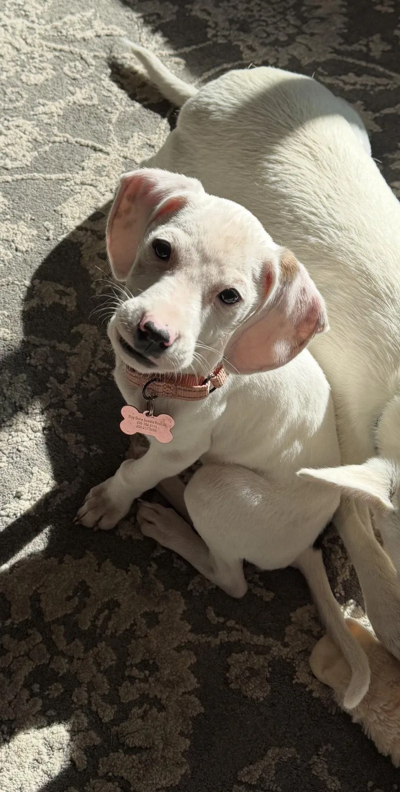 A baby medium-sized female Beagle dog named Nila for adoption in Bothell, WA