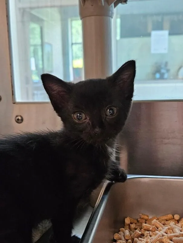A young medium-sized male Black Domestic Short Hair cat named Frappe for adoption in Disputanta, VA