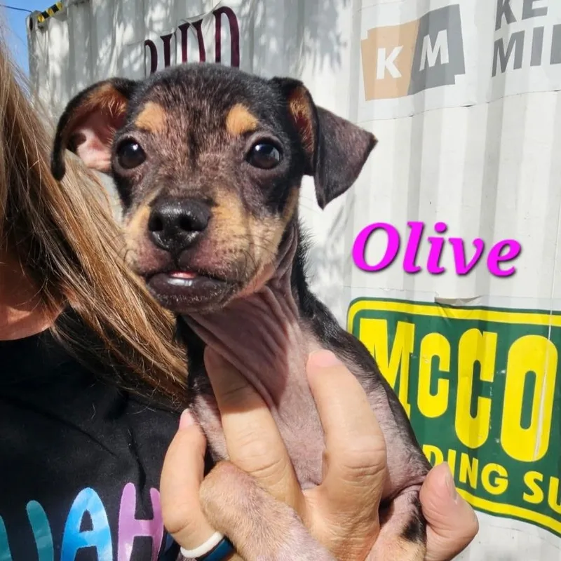 Olive thumbnail 2